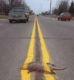 Roadkill