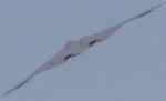 Northrop B-2 Spirit Flyby